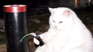 Cat Blog 1