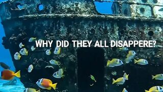 Every Fish Disappeared… What Was Hiding Inside This Shipwreck? 🌊😳