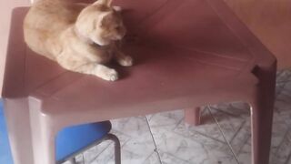 Brincando Júlia de laranjinha