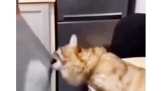 Eu sendo gato