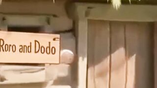 Roro & Dodo Funny Adventure 😂 | Cute Cartoon Story | #Shorts