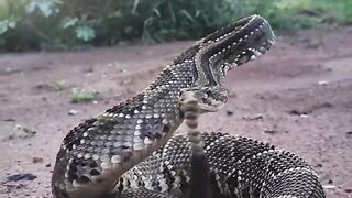 Cobra cascavel vc conhece?