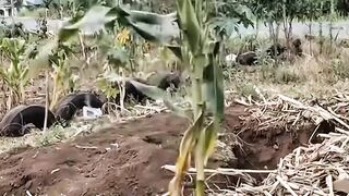 WHEN CORN GROWS LEGS AND RUNS AWAY* 😱
