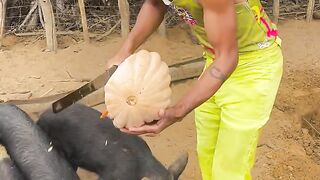 Nuca vai ser o Gustavo lima