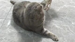 Wait… Why Is This Chicken Climbing on the Cat?!