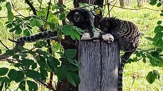 Sagui comendo banana