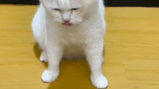 Cat by happy