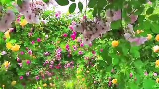 story (236).mp4