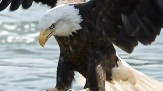 This Eagle Never Misses...
