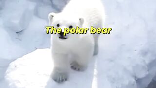 Polar Bear’s Deadly Arctic Hunting Secret