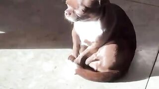 Shyfu
