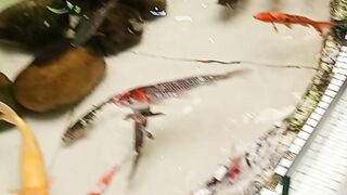FIsh AQUARIUM