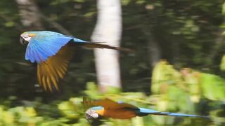A Brazil rich in diversity