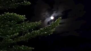 Beautiful Moonlight Night 🌕✨ Relaxing Nature View #Shorts