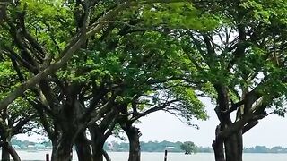 Beautiful Flooded Forest Scenery 🌿🌊 Nature's Hidden Paradise #Shorts