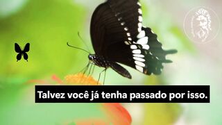 O Que Os Mestres Disseram Sobre a Borboleta Negra