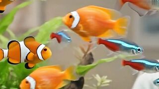 Maramar Suplemento Mineral Mix 250g Para Peixes Ornamentais