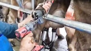 “He Thought It Was Just a Vaccine… Then the Cow Did THIS! 🐄💉😱”