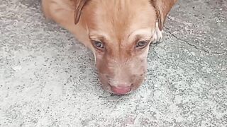 Raças de cachorro
