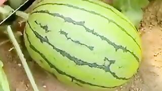 O que a Natureza nos Dá 🙏😋