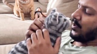 🐱😂 Quando o gato sente ciúmes, ele não esconde