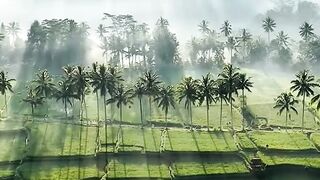 *Golden Morning In The Rice Fields* ✨
