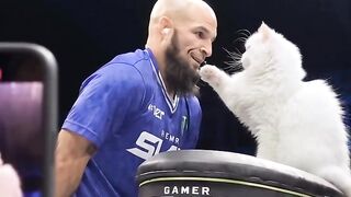 Faceslap show cat