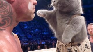 Faceslap show cat 2