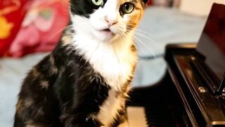gata tocando piano pedindo desculpa  depois de morder a dona