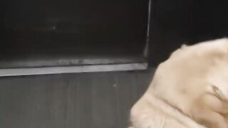 American Labrador 🐾 #shorts #youtubeshorts #labrador #viral #fyp #dog #reels #animals #funny #yt