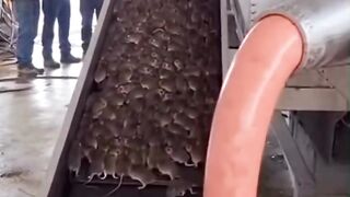 Satisfying Sausage Making Process in a Food Factory