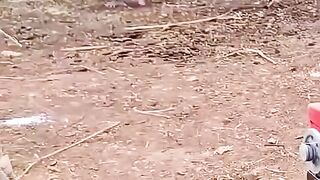 nanico ladrão de ovo