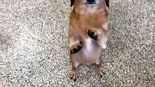 Pure soul 😘 #shorts #youtubeshorts #viral #fyp #dog #animals #labrador #foryou #ytshorts #reels #yt