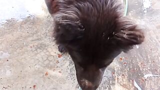 a dog's happiness by its owner's side