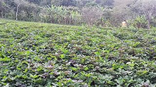 Vejam a nossa plantação de batatas doce.
