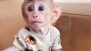 Cute Monkey baby