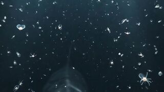 The Mysterious Creature Living in the Deep Ocean
