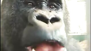 Macaco maçã