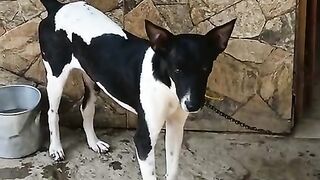 Cachorro virando lobisomem