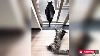 Gatinhos engraçados 2 2