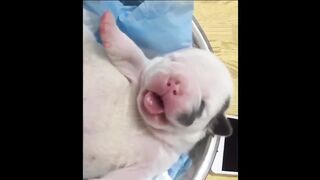 Cachorrinhos fofinhos 2