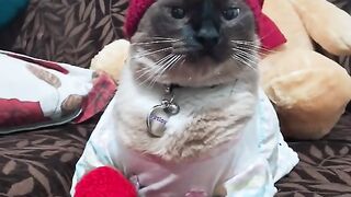 Eros, o gato estiloso
