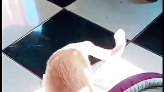 The Most Satisfying Cat Video Ever