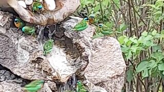 Pássaros natureza