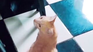 A Cat Being Ridiculously Satisfying