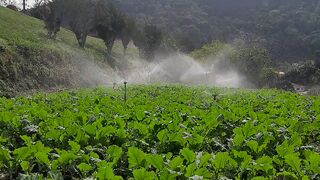 Plantação de hortaliça