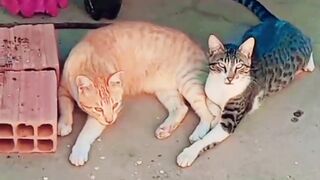 This Cat Is Too Satisfying to Watch