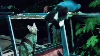 The Most Relaxing Cat Moments