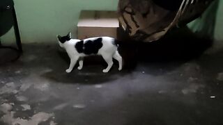 Meu gato