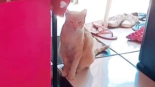 Satisfying Moments Every Cat Lover Needs to See